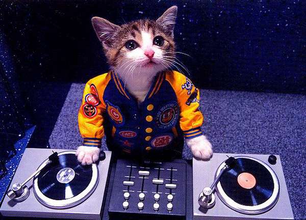 Party-cat